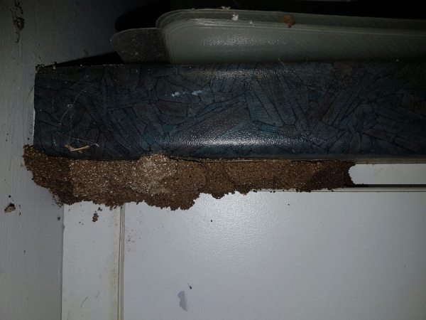 Assassin pest control