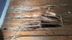 Fuma pest termite and pest control