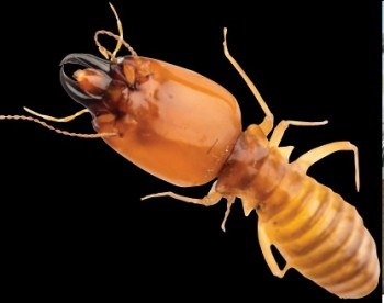 Pest Alert termite solutions