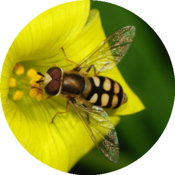 All star pest solutions