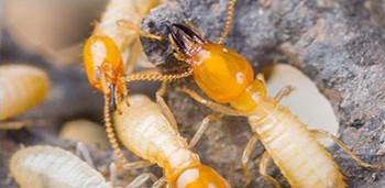 Nilpest services