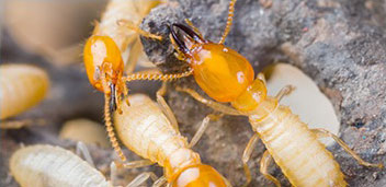Nilpest services