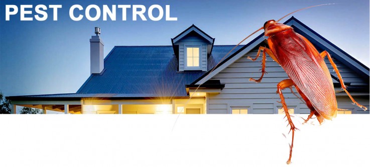 East coast building and pest