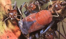 Advanced pest controol nelson bay