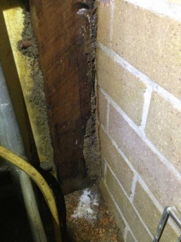 Australian pest solutions