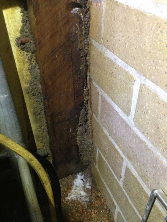 Australian pest solutions