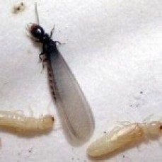 Nelson's Pest control Inc