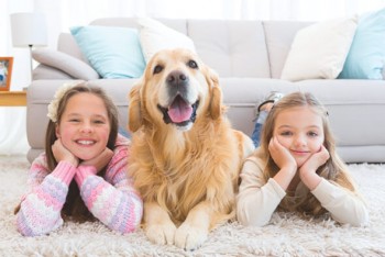 Newcastle pest exterminators Residential and commercial 