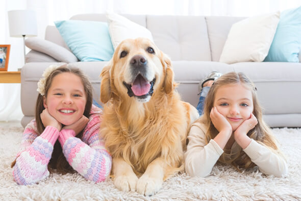 Newcastle pest exterminators Residential and commercial 