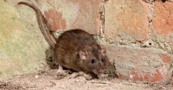 Pesteral integrated pest management