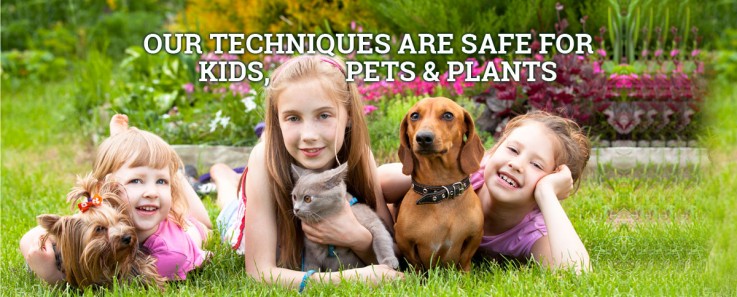 Termite pest control