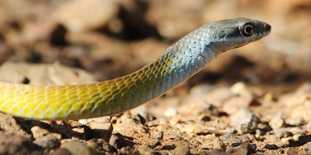 WHO Printing business card holder