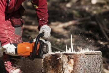 Tree Removal & Tree Pruning  in Ringwood | Max Tree Services