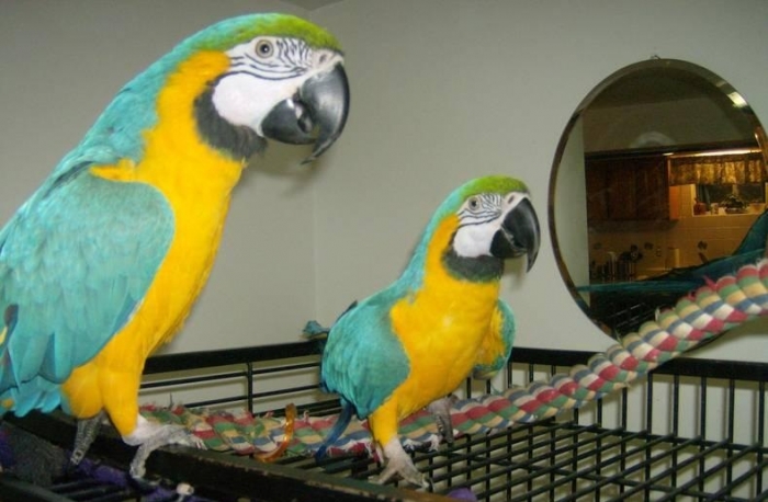 Available Macaw parrots