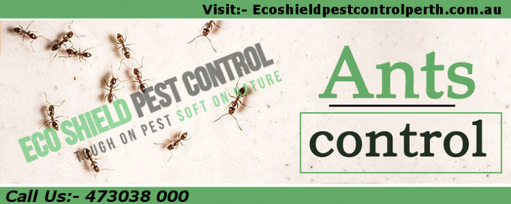 Ants Pest Control | Ants Pest Control Me
