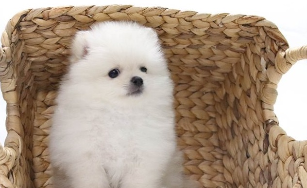 sweet Teacup Pomeranian Puppy 