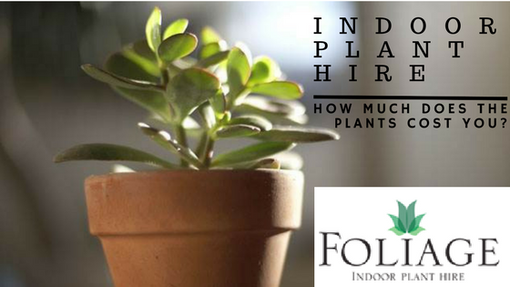 Best Indoor Plant Hire Services in Melbourne 