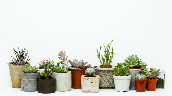Best Indoor Plant Hire Services in Melbourne 