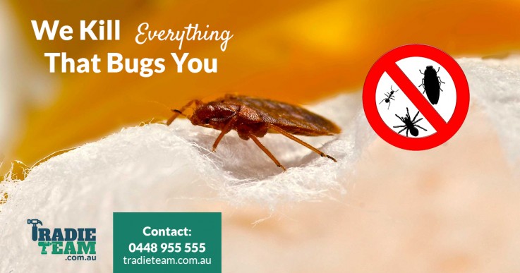 Professional Bed Bugs Treatment in Melbourne