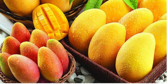 Mangoes Suppliers in India