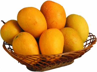 Mango King- Mangoes Exporters and Suppliers from India