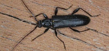 Borer Pest Control Melbourne