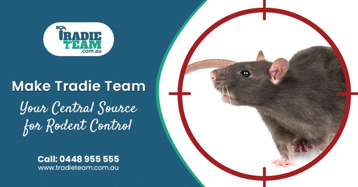 Control Your Rat Infestation in Melbourne: Call Today