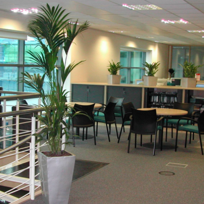 Best Office Plant Hire in Melbourne