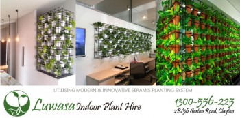 Corporate Plant Hire - Best Indoor Plant