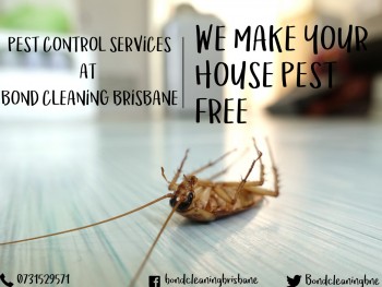 Pest – A Problem Of Every House