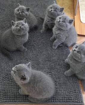 British shorthair kittens.