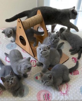 British shorthair kittens.