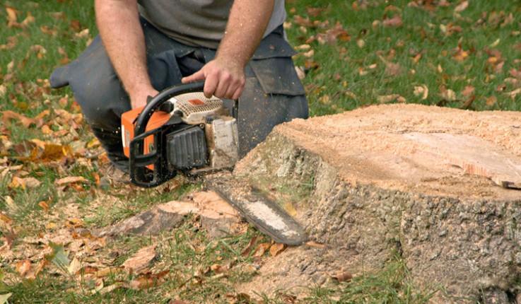 Tree Stump Removal Sydney | The Tree Doctor