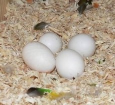 Fertile Parrot Eggs and Parrots For Sale