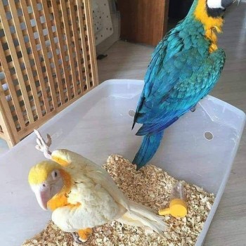 Fertile Parrot Eggs and Parrots For Sale