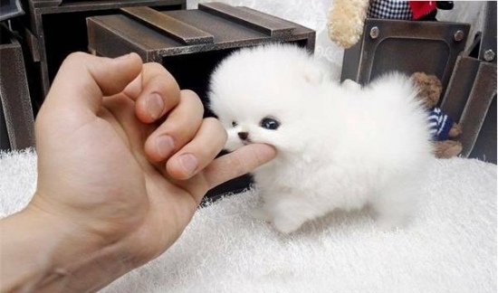  Beautiful Kc Registered Puppies