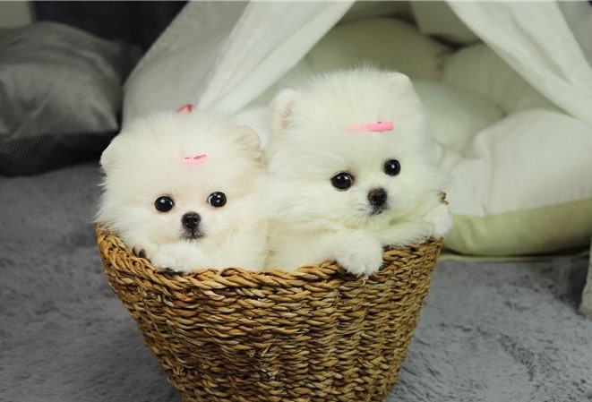  Beautiful Kc Registered Puppies