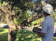 Professional Arborists Sydney - The Tree Doctor