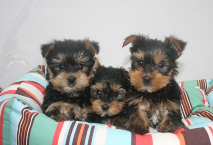 Gorgeous Tiny Yorkie Puppies For Adoptio