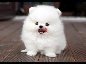 Cute Teacup Pomeranian Pups - For Sale