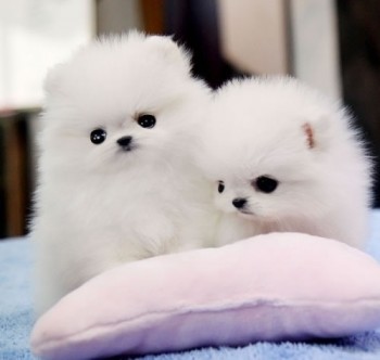  Buy Gorgeous Pomeranian puppies Near Me