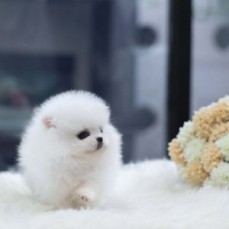Cute Teacup Pomeranian Pups - For Sale