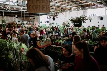 Sydney - Huge Indoor Plant Sale