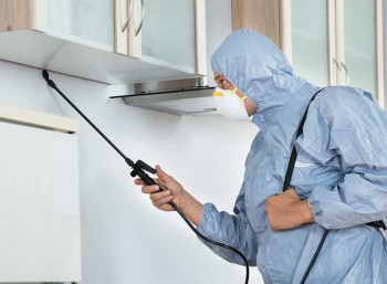 Local Pest Removal Toowoomba