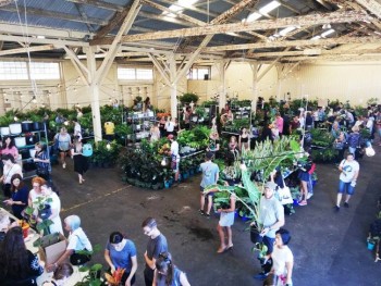 Huge Indoor Plant Warehouse Sale- Rumble