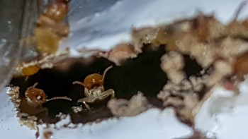 Termite Control Service in Melbourne