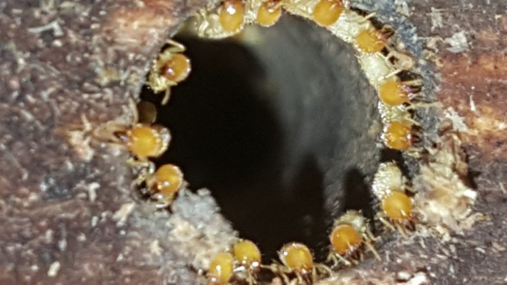 Termite Control Service in Melbourne