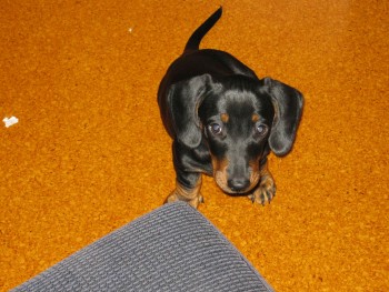 Grange Vet Surgery 