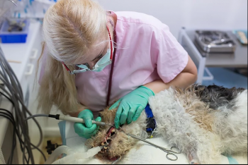 Kent Street Veterinary Clinic