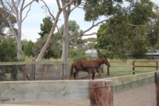 Barwon Equine Hospital